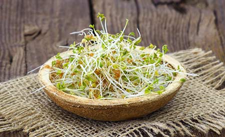 Sprossenzucht - Frischer geht`s nicht